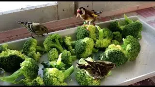 فوائد البروكلي المذهلة للطيور !
