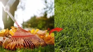 Best Ways to Clean Up Fall Leaves: Pros and Cons Discussed (Our Best Choices)