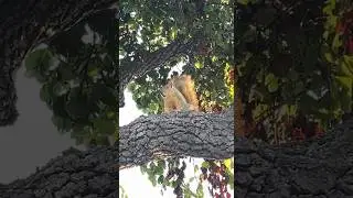 Big Nuts the Squirrel Sounds Alarm #squirrel #animals #friends #nature #new #alarm #alert #predator