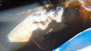 AQUAPONIA DO LODI(PARTE 2)TUBULAÇÃO-