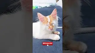 Sleepy Kitten #shorts #fyp #cat #kitten #cutecat #kitty #sleepykitten #miawmiaw #kucing #anakkucing