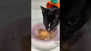 Autumn feast with a pumpkin treat  🎃#feedmykitten #catfood #catfeeding #catasmr