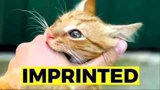 10 Signs Your Cat Sees You as Their Parent (Deep Bond Explained)