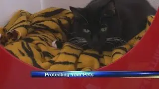 How to keep your pets warm in the winter
