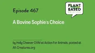 467: A Bovine Sophie's Choice by Holly Cheever DVM at All-Creatures.org