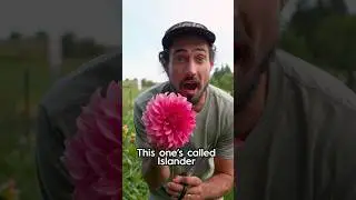 Day 45 cutting a new dahlia everyday until it frosts