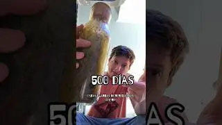 500 d&iacute;as dentro de la botella #plantas #terrarios #terrarium #ecosistema #diy