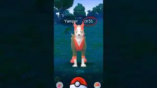 Got *NEW* Yamper & Boltund in Pokemon GO.