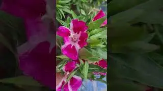 gudeisa paneri available for sale #hijab #hijabi #garden #ihavethisthingwithplants  #happygarden