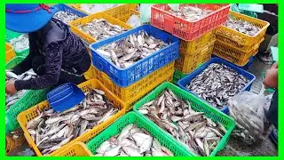 Chbar Ampov market on 2020 / Fresh fish market / Early morning for fresh food.