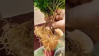 Table Kamini bonsai unique process  #shortsvideo  #bonsai  #garden #bonsaitree  #plants #ytshorts