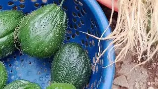 Acomp&aacute;&ntilde;ame a cosechar verduras para regalar 🤗