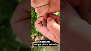 Feeding baby Prinia