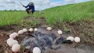best hand fishing, top fishing videos - catching a lot of fish and pick duck egg at field by hand