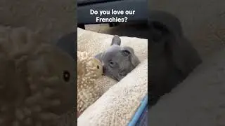 #bulldogs #bulldogsofinsta #frenchies #frenchiebulldog #bulldoglovers #frenchbulldogpuppiesforsale
