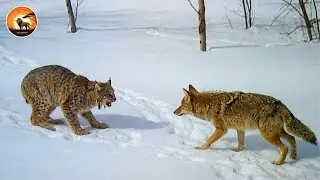 Ruthless Encounter Between North America&rsquo;s Stealthiest Predators | Wild Animals