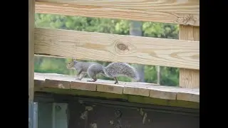 🦡Just a very cute squirrel crossing a bridge in the park🦡