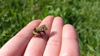 Bombus distinguendus worker 2023