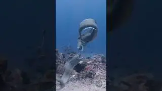 The Secret World of Moray Eels🐍