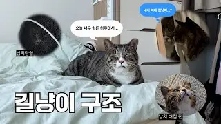 2년동안 날 따라다닌 길냥이를 드디어 입양했다