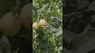 Lemon Tree Facts: 500 Lemons a Year!  #facts #foodfacts #lemon #lemonade