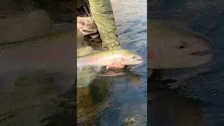 2025 Steelhead Release in Boise River for the Benefit of Local Anglers
