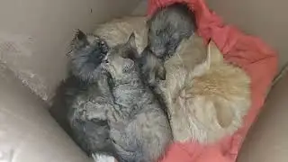Adorable Kitten Grooming Mother Cat Trying To Convince Her
