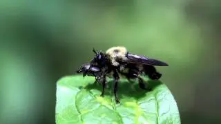 Bumble bee mimic robber fly with prey