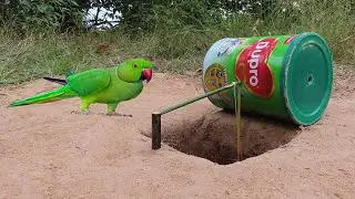 Method Unique Underground Parrot Bird Trap Using Dupro Cans And Wood - Easy Installing Bird Trap