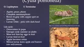 Insect Pests of Fruit Trees & Fruit