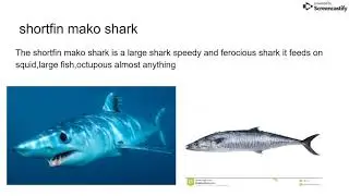 Let's learn l Food web of the Atlantic ocean