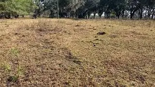 Total grazing on stockpiled Bahia grass