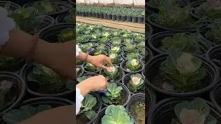 Flowering Kale Farming Techniques #farming #gardening