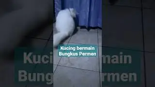 KUCING BERMAIN BUNGKUS PERMEN