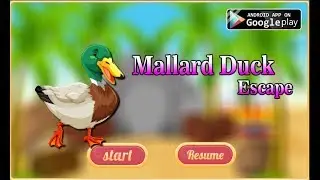 Avm Mallard Duck Escape Walkthrough [AvmGames]