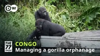 Gorilla orphanage faces COVID-19 threat