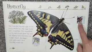 Insects and Crawly Creatures