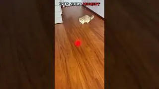 Cats sigma moment