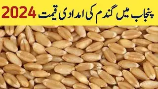Wheat price in punjab 2024