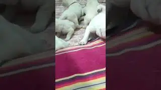 namma kutty cute puppies mind voice @part5