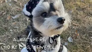 Always here(to my dog, tenbyul) - LENA #schnauzer #강아지일상 #슈나우저