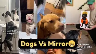 Dogs Vs Mirror😍Crazy Funny Dogs That Will Make You Laugh Nonstop 🐶🤣