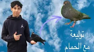 توليعة هربانة🤯واخيرا الحمام بيض🕊️🪺