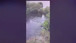 A Little Tarpon Action in the Florida Jungle