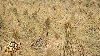 白手起家卖稻草，竟收获千万财富！她的奇思妙想能让龙舟“划”到陆地上！|「致富经」20220601