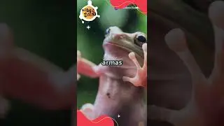 Sapo peludo  - O Superpoder Bizarro