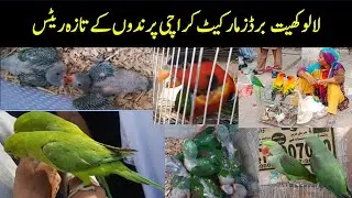 Lalukhet Birds Market Karachi| Parrots Chicks Raw Green Neck Java and Other Birds Latest Updates