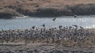 2025 12 31 한탄강두루미탐조대 와 주변들판mp4