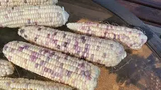 Developing sweet pink corn