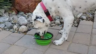 Emergency Drinking Water - Pet Evac Pak